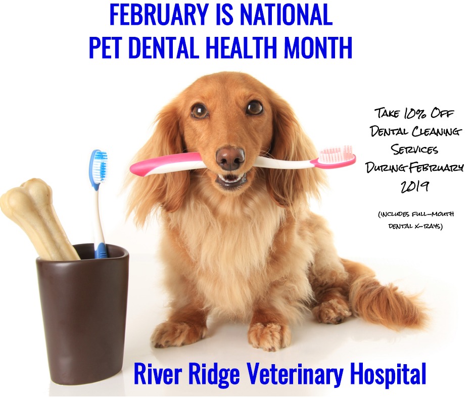 River Ridge Veterinary Hospital