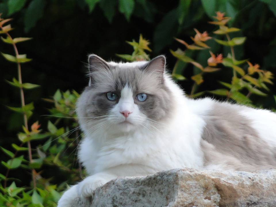 Leo the cat sitting on a rock